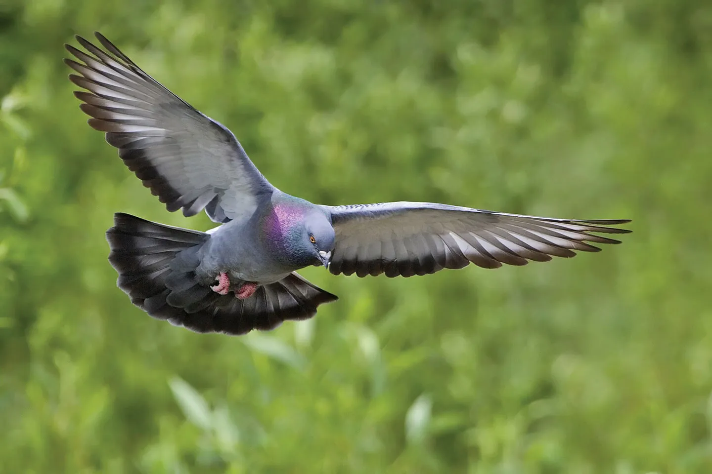 pigeons - SECTION 3