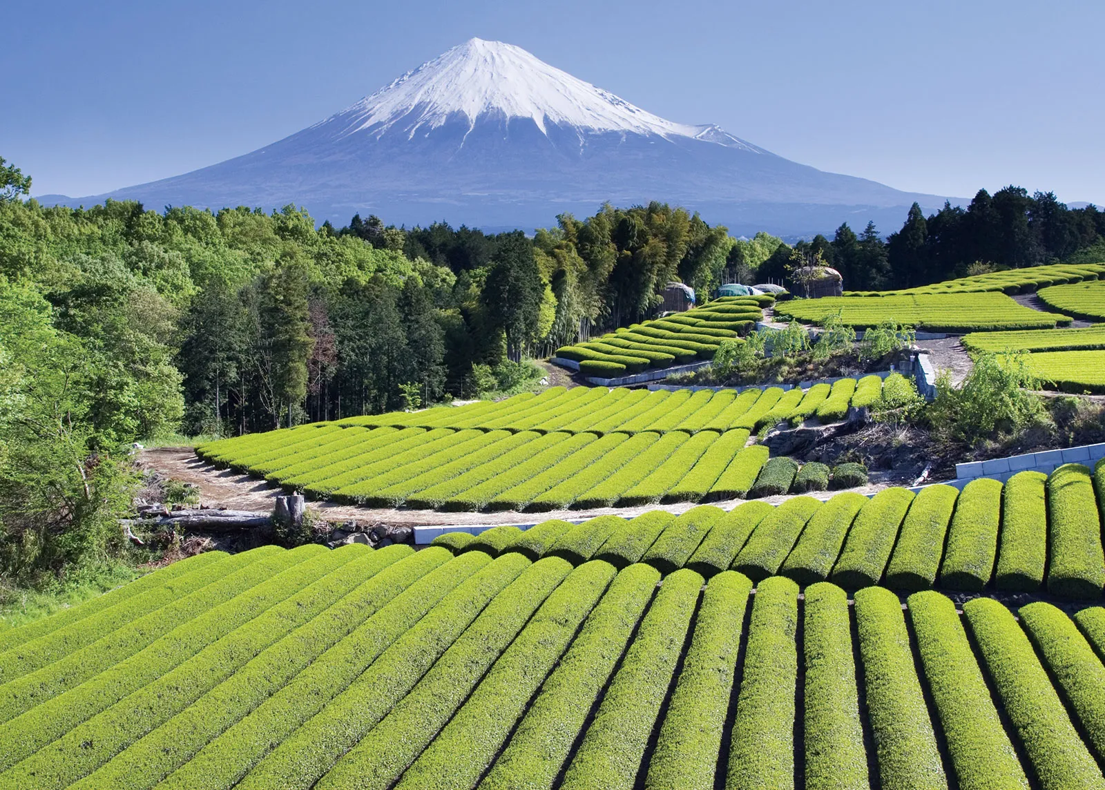A BRIEF HISTORY OF TEA - PASSAGE 1