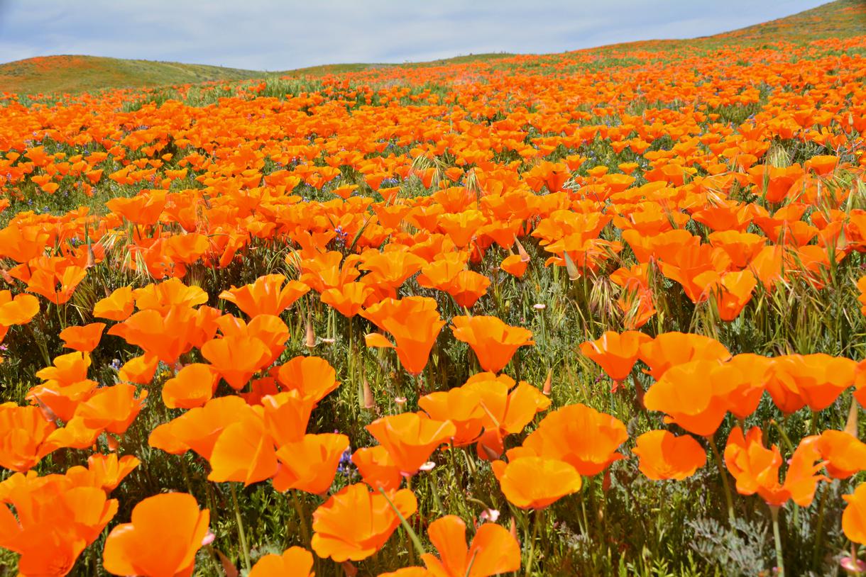 Poppy Reserve
