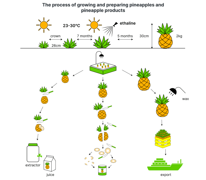 [Dự Đoán Quý 2] Topic pineapple products