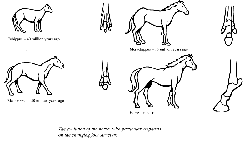 [Dự Đoán Quý 2] Topic the horse