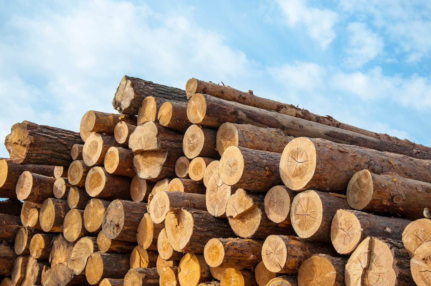 Wood: a valuable resource in New Zealand's economy