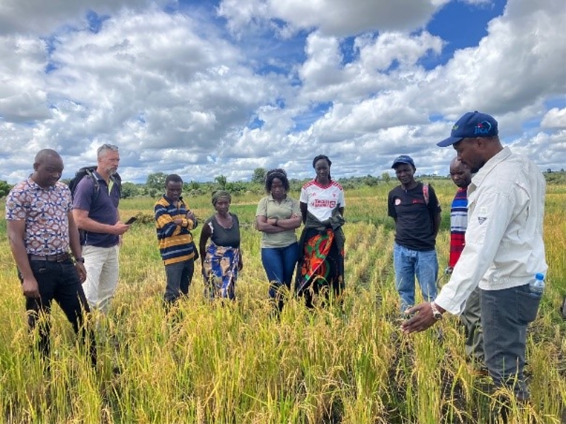 Traditional Farming in Zambia's Luapula Province -