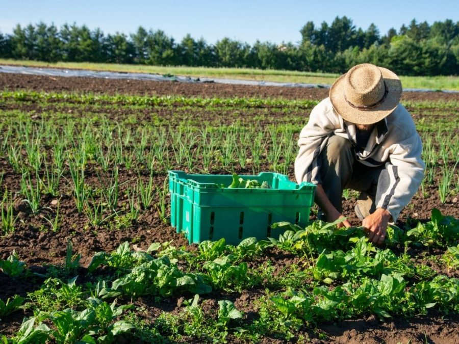 Organic Farming - SECTION 4