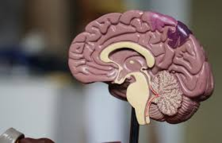 How the mind ages: Đề thi thật IELTS READING (Giải thích cấu trúc khó, Đáp án Chi tiết)