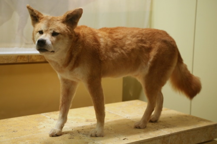 The dingo debate: Đề thi thật IELTS READING (Giải thích cấu trúc khó, Đáp án Chi tiết)