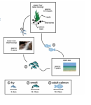 Real IELTS Writing Task 1 - Diagram - Topic life cycle & sample band 8.5